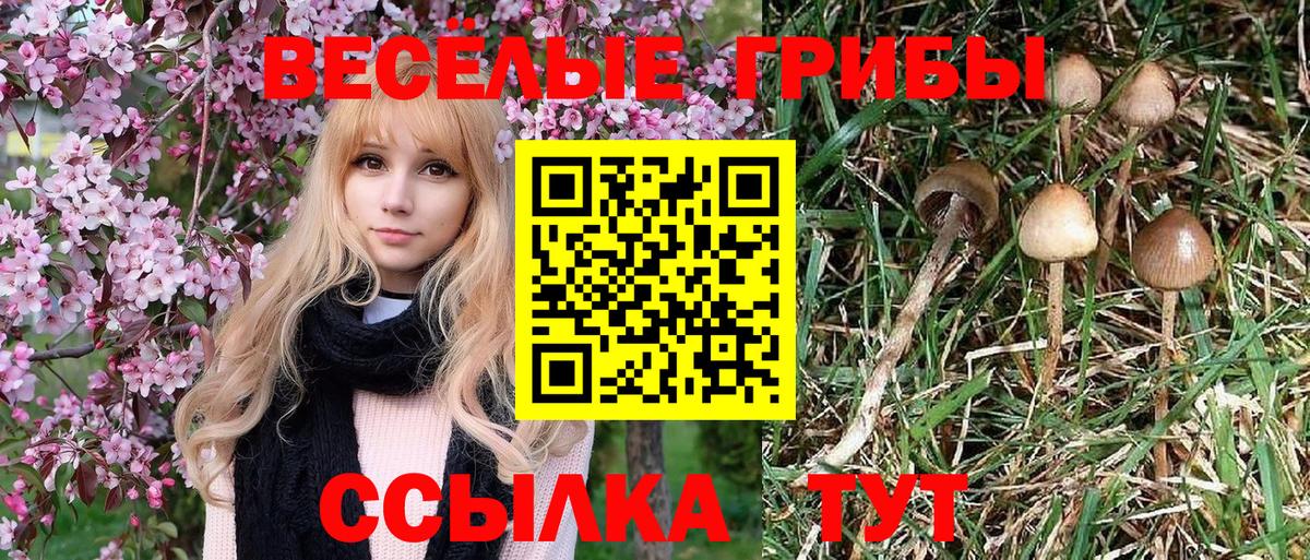 Галлюциногенные грибы GOLDEN TEACHER  Галлюциногенные грибы Psilocybine cubensis  Волоколамск  Вход с VPN 